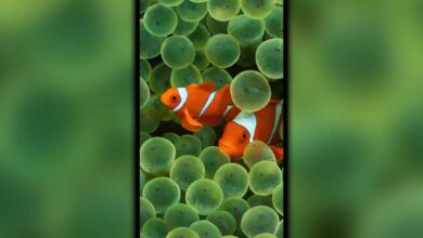 ios 16 clownfish wallpaper